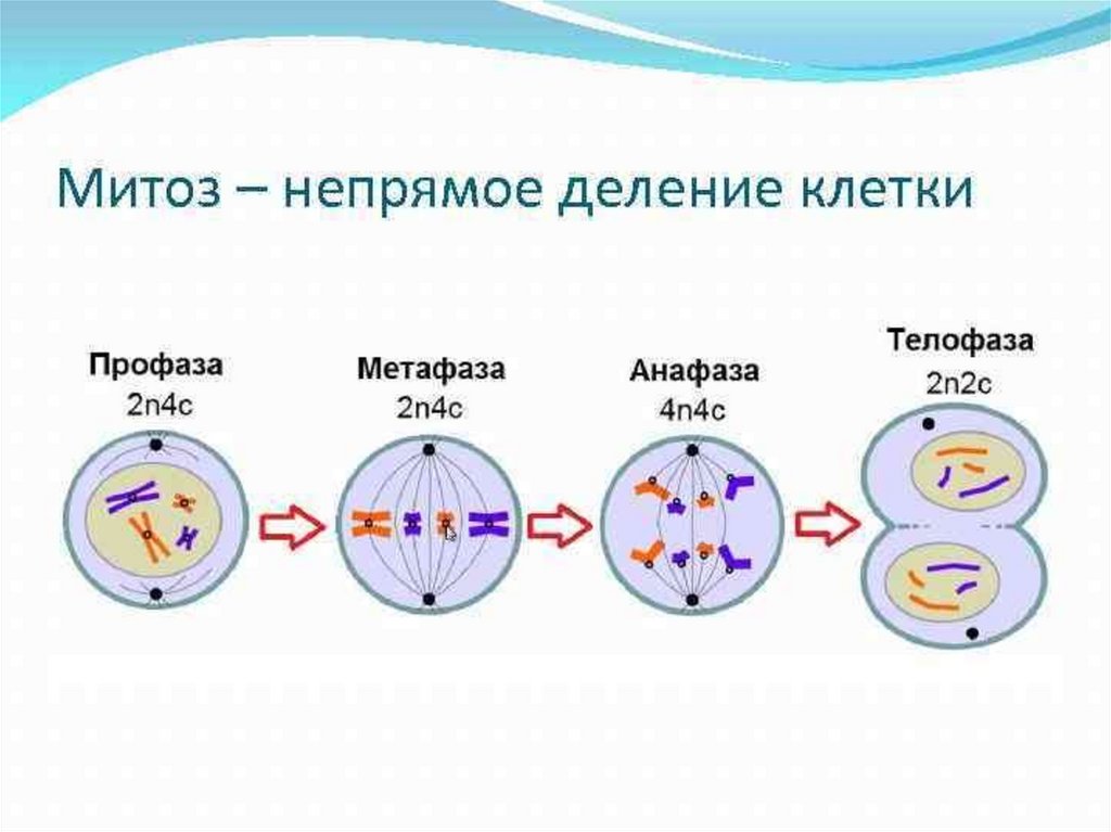 Дистанционный урок-консультация
к егэ по биологии по теме: «жизненный
цикл клетки: интерфаза и митоз» | биология  | современный урок