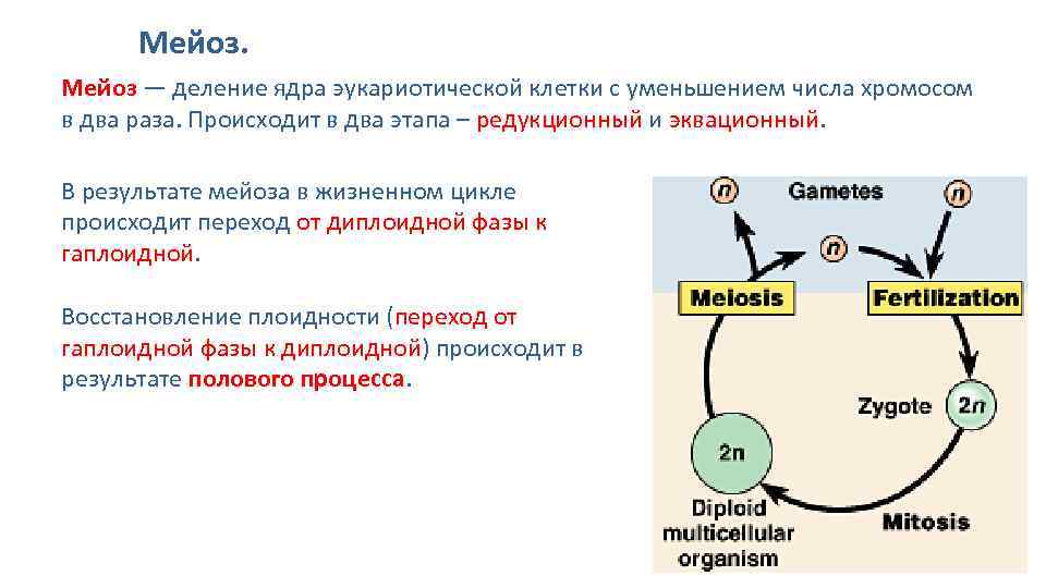 4. формы размножения организмов. размножение организмов