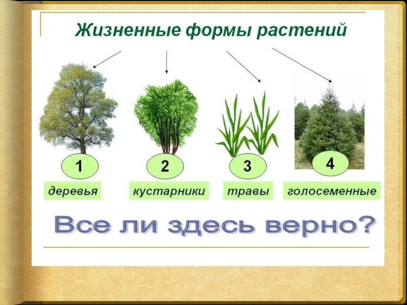 Жизненные формы растений - чернова н.м., былова а.м. общая экология. учебник