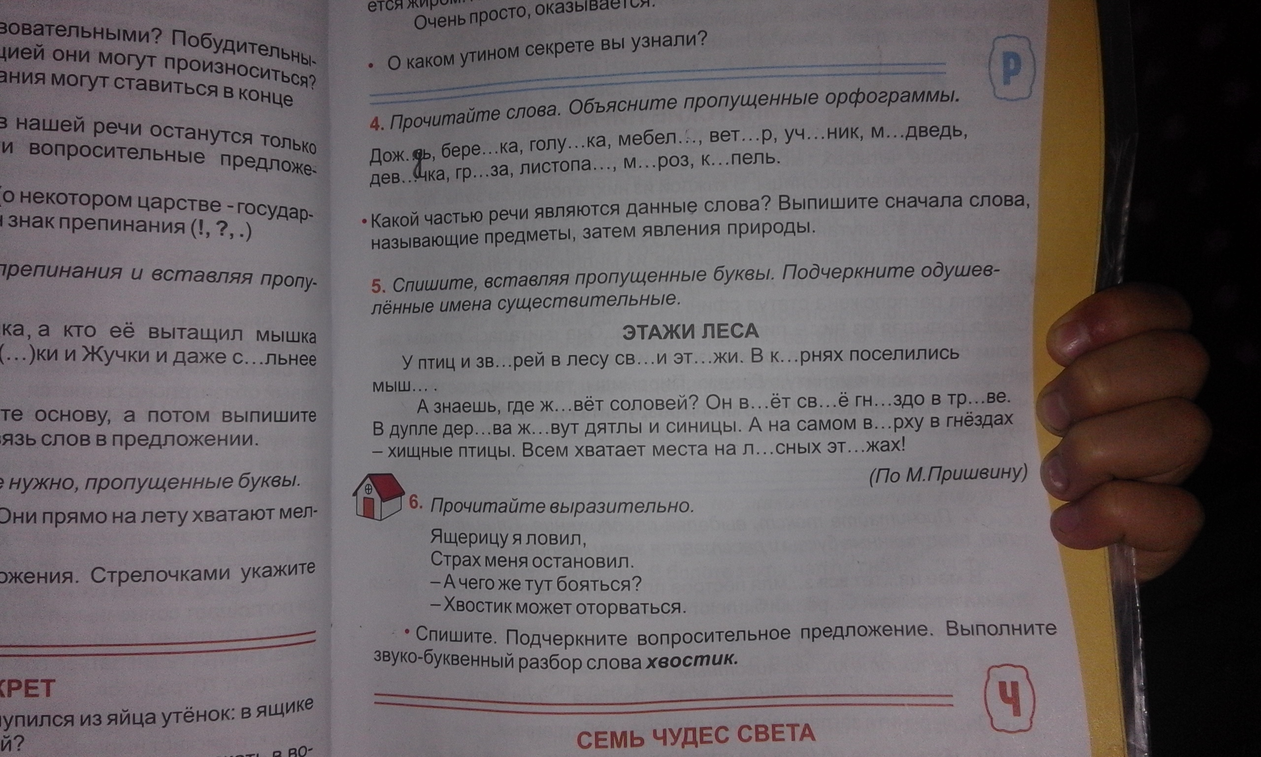 Как пишется слово "птичка" ? правописание слова "птичка"