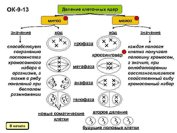 Клеточный цикл. деление клетки: митоз - фазы и биологическое значение