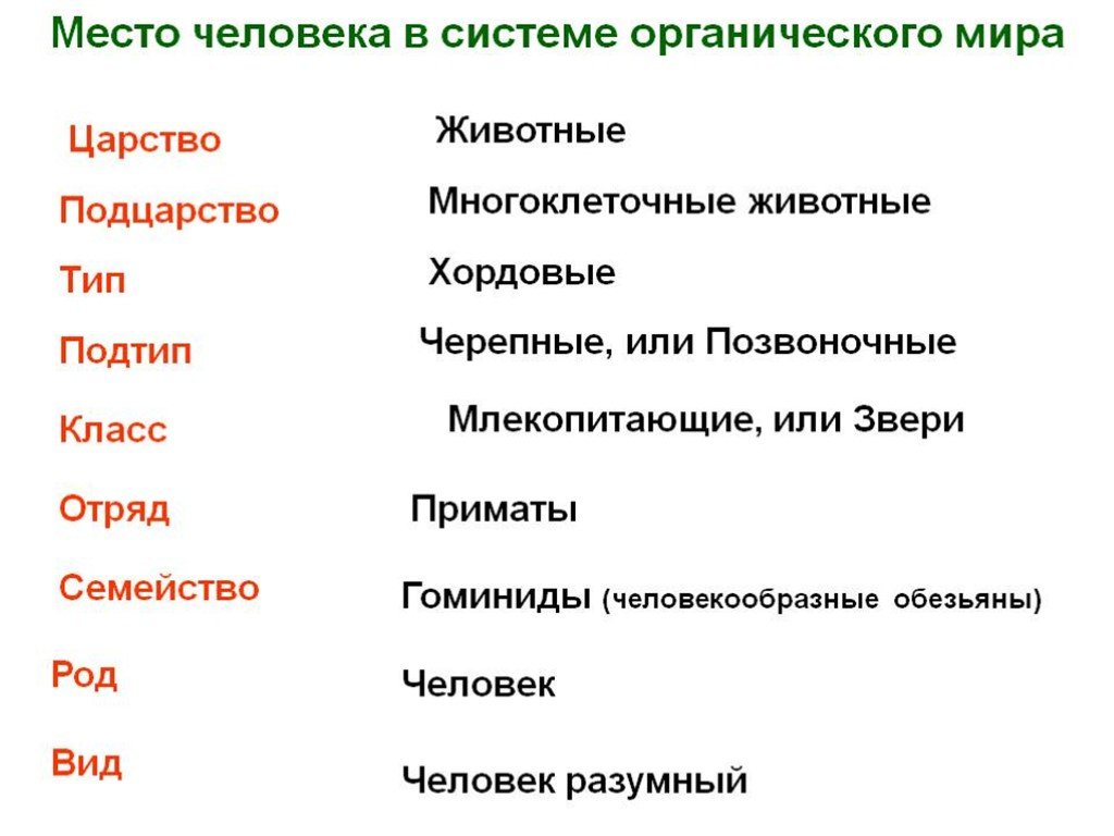 Теории происхождения человека