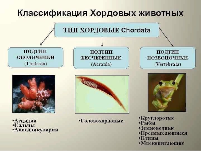 Тип ⭐️ хордовые: общая характеристика, строение, классификация хордовых