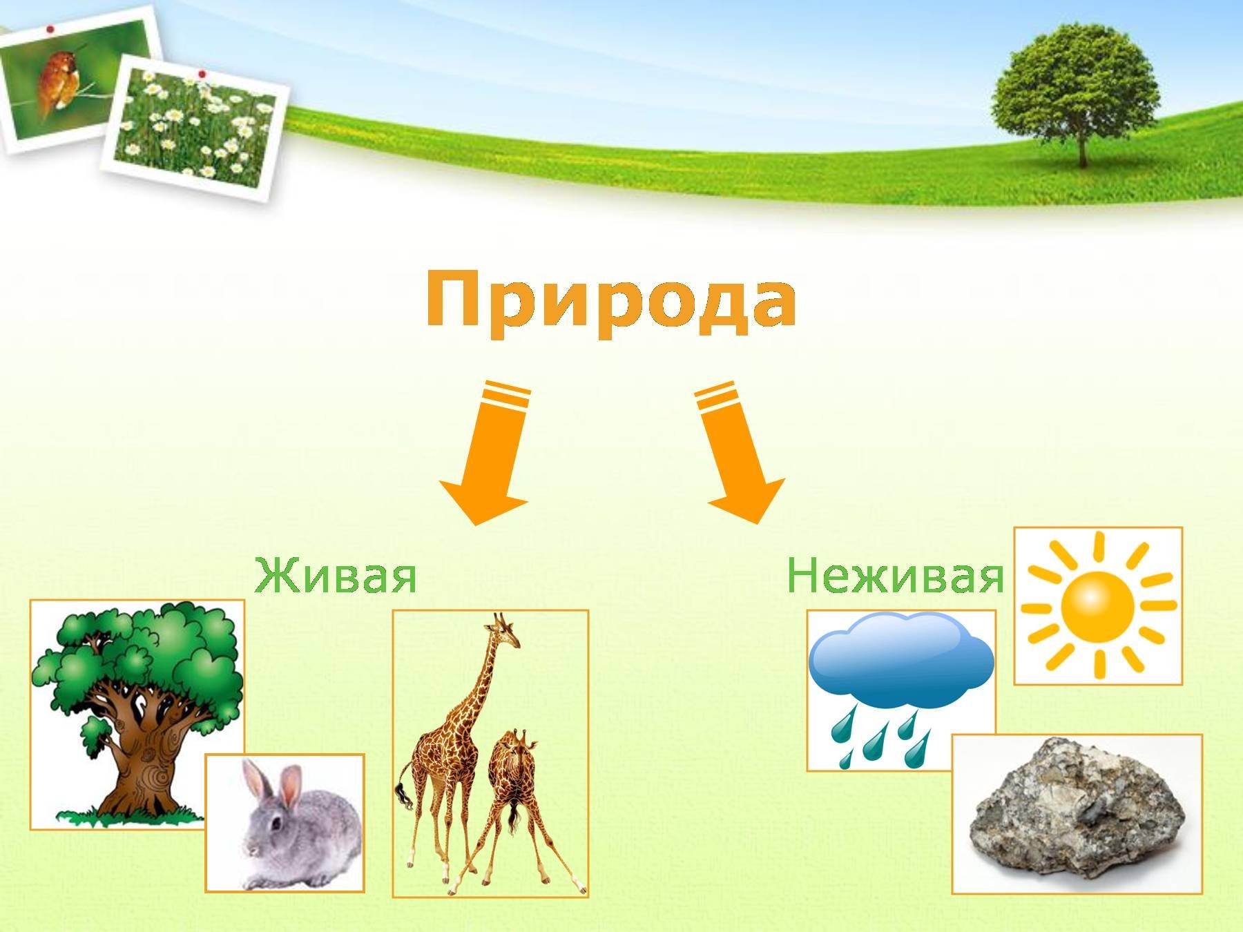 Окружающий мир
