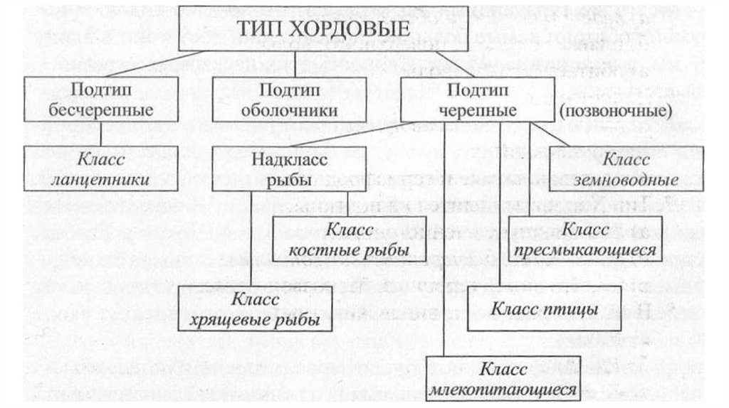 Тип хордовые – виды, общая характеристика развития и скелета