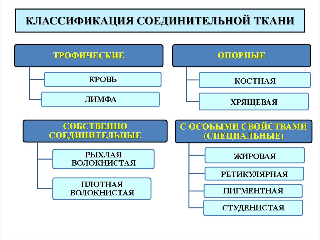 Тема 8. общие принципы организации тканей. гистология