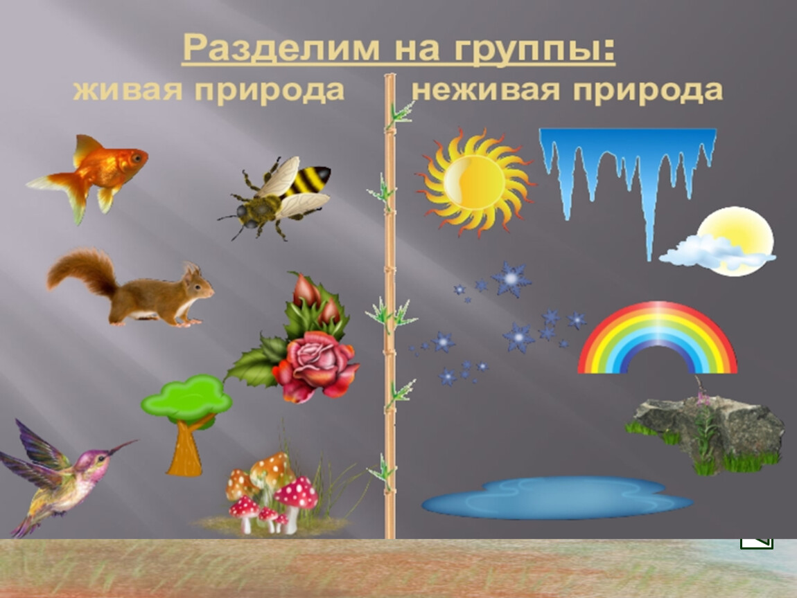 Уроки окружающего мира: что из предметов относится к неживой природе