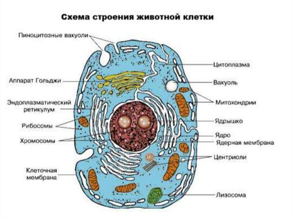Основные части и органоиды клетки Эукариотические и прокариотические клетки Сходства и различия в строении клеток животных