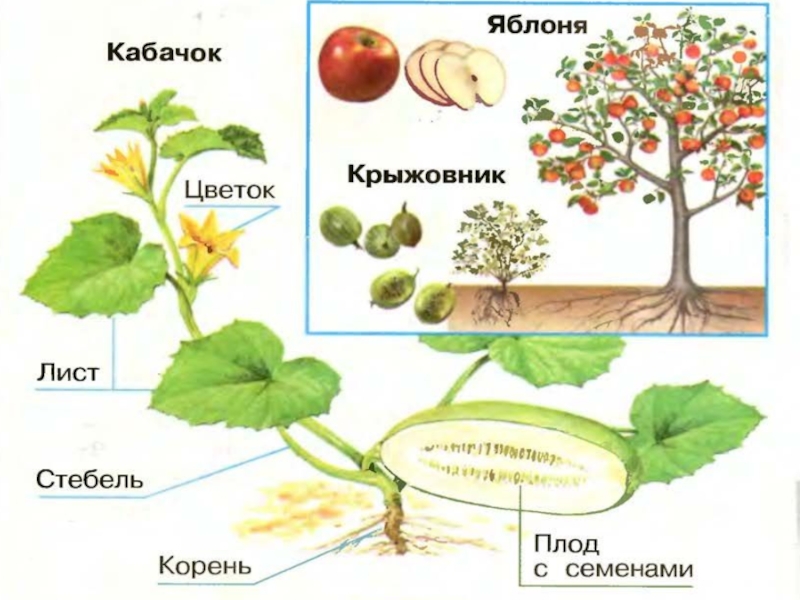 Какие бывают растения (2 класс) – группы и виды по окружающему миру