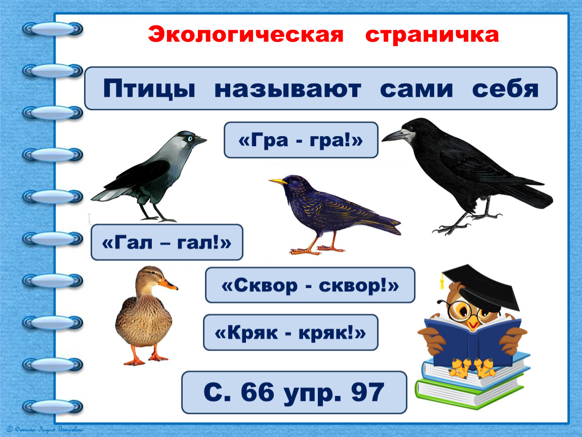 Как пишется птицы или птици правильно слово