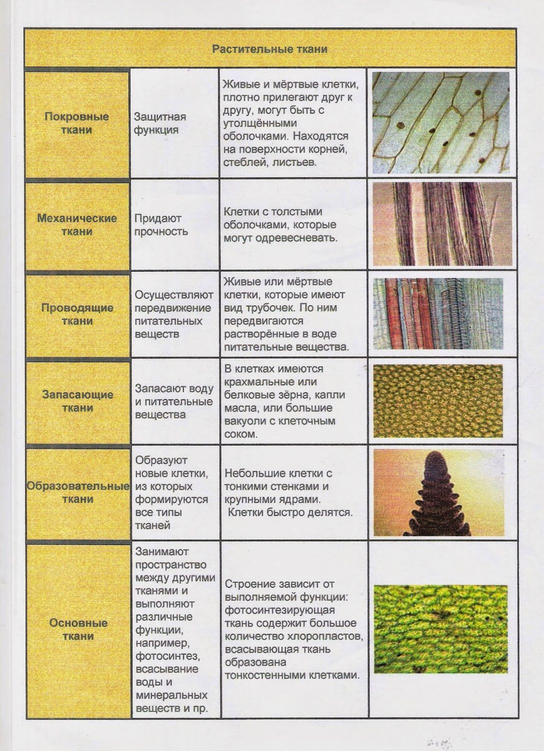 Ткани растений - структура, классификация и основные функции