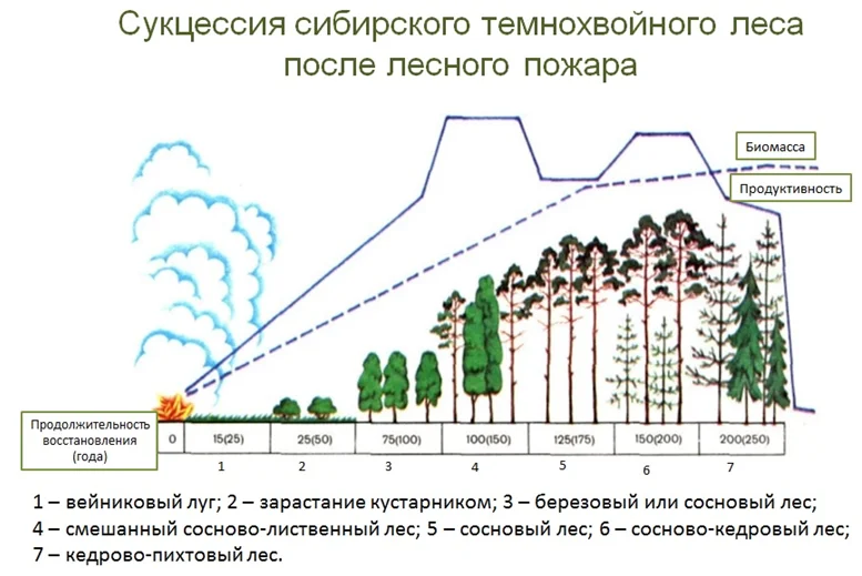 Экологическая сукцессия
