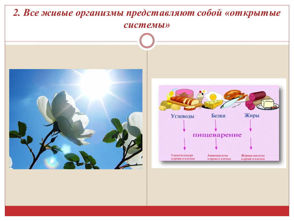 Уровни организации живой природы