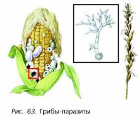 Что общего в питание большенства бактерий и грибов? - места и названия