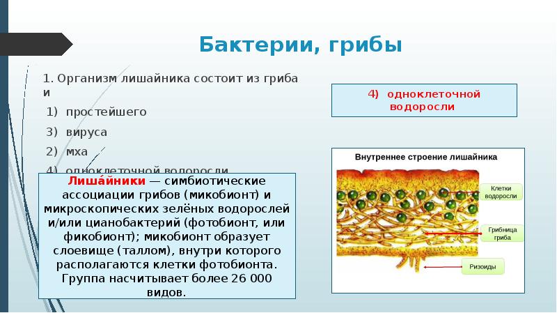 Размножение спорами – разновидность и примеры кратко (10 класс, биология)