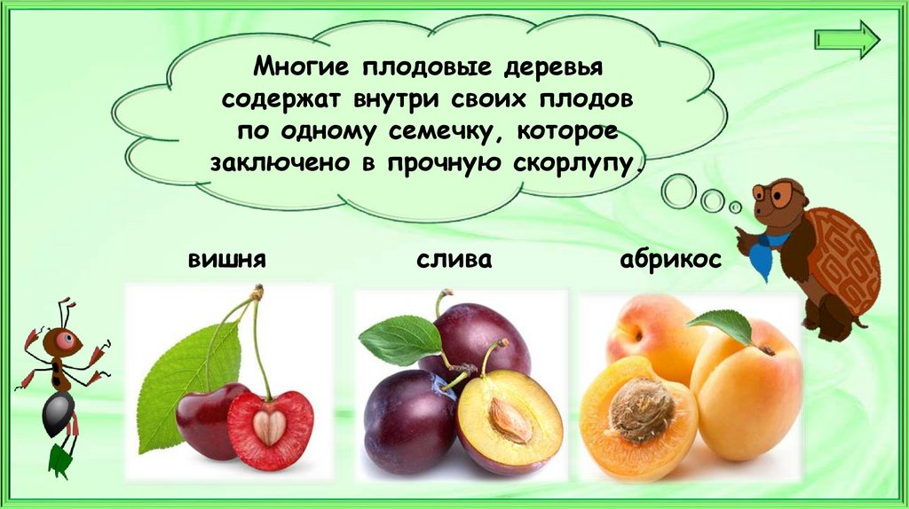Окружающий мир