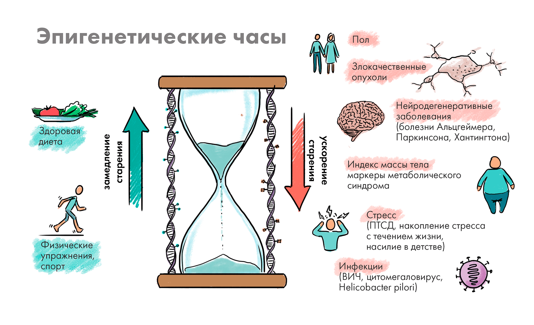 Эпигенетика - что это за модный термин и как он связан с красотой и молодостью? — блог aging control