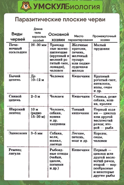 Простейшие: общая характеристика и значение  • образавр