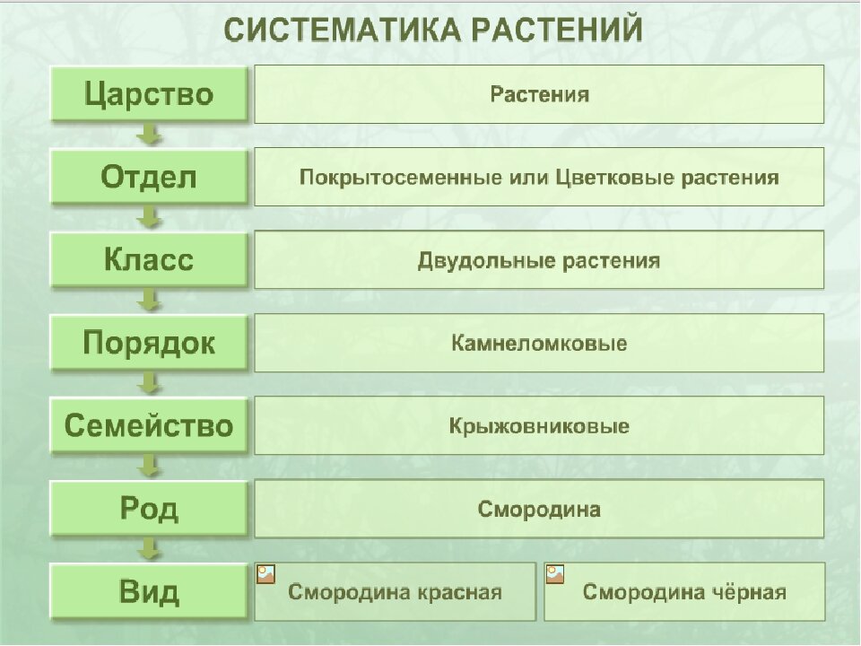 Классы цветковых растений Семейство Злаки Семейство Лилейные Семейство Крестоцветные Семейство Бобовые Семейство Пасленовые Семейство Сложноцветные Семейство Розоцветные
