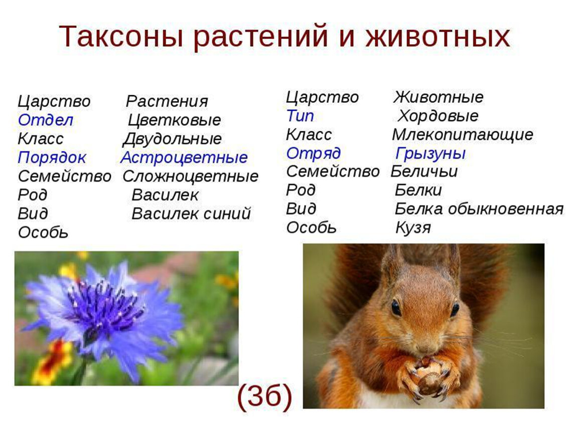 Система живого мира
 | элгеран.публикации