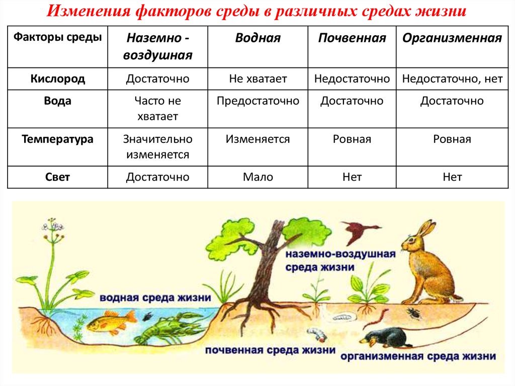 Лекция 4 среды жизни и адаптации к ним организмов