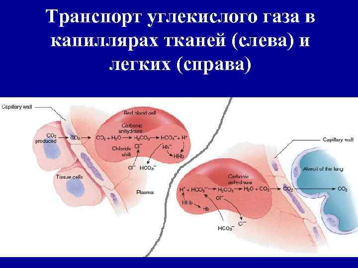 Презентация на тему: "кафедра нормальной физиологии красгма физиология дыхания внешнее дыхание и транспорт газов кровью.". скачать бесплатно и без регистрации.