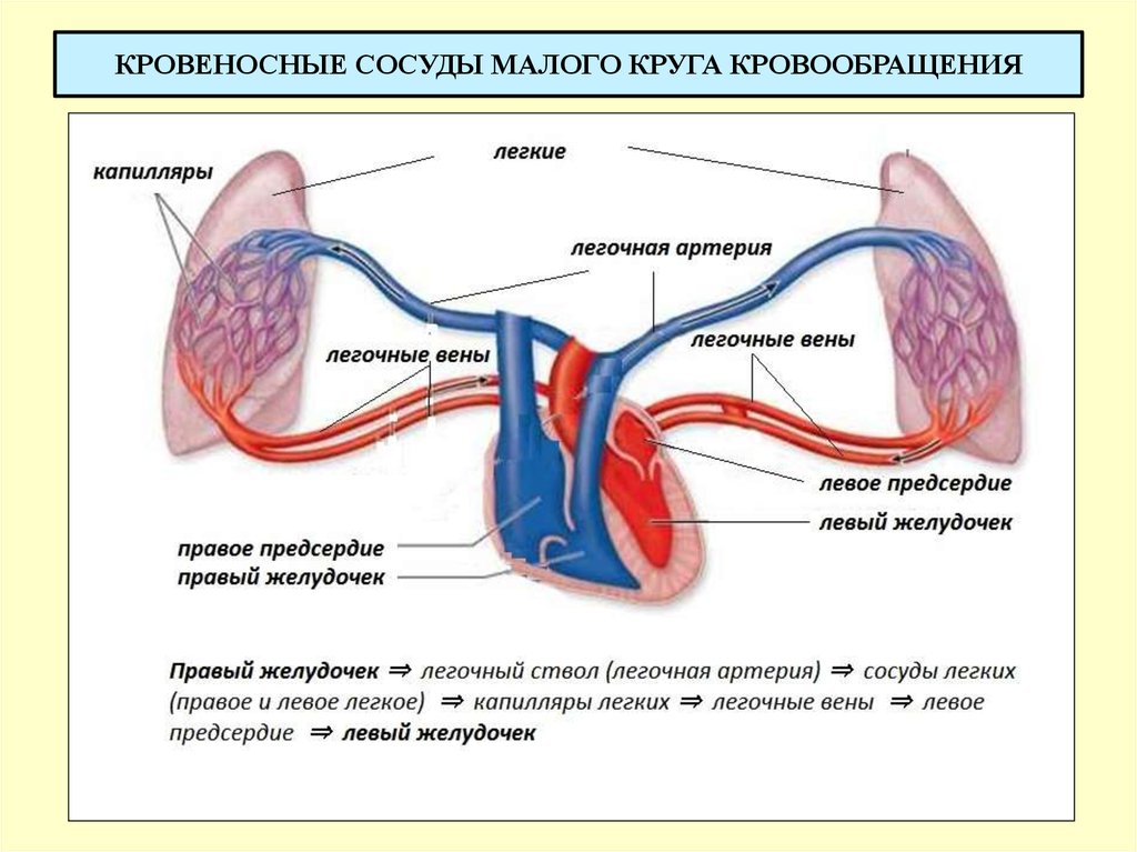 Органы кровообращения
