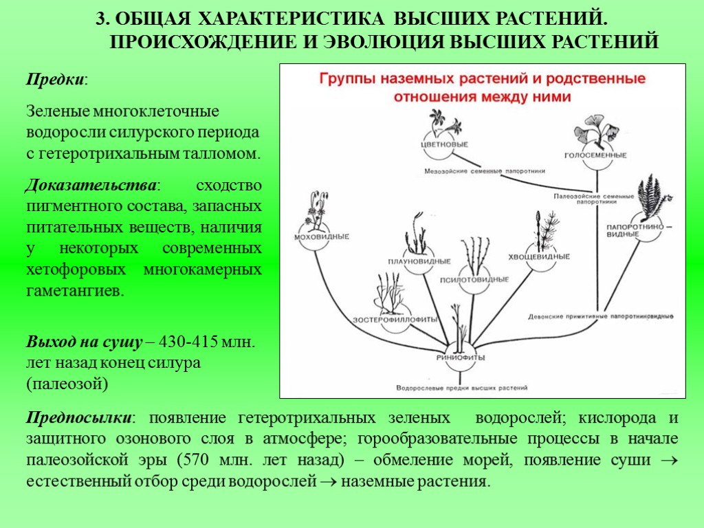 Основные этапы процесса эволюции растений