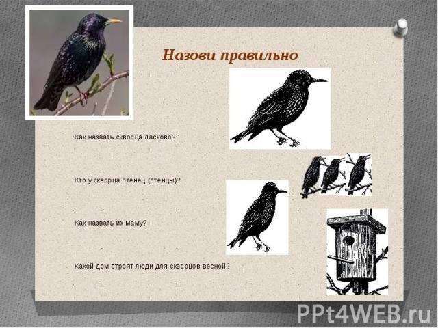 Птенец или птинец как пишется правильно все секреты правописания