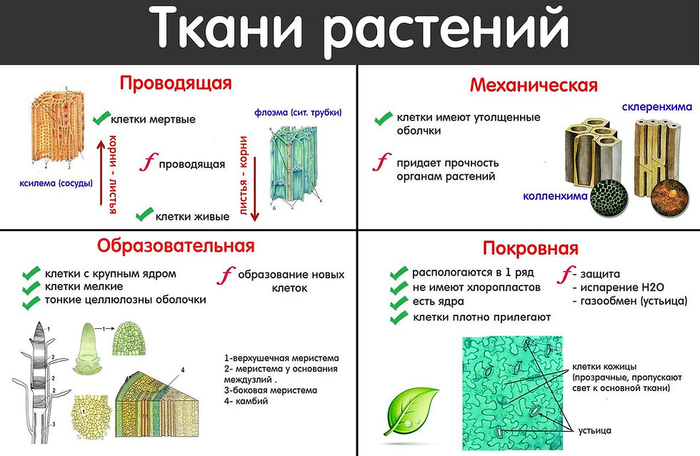 Растительные ткани - bio-lessons