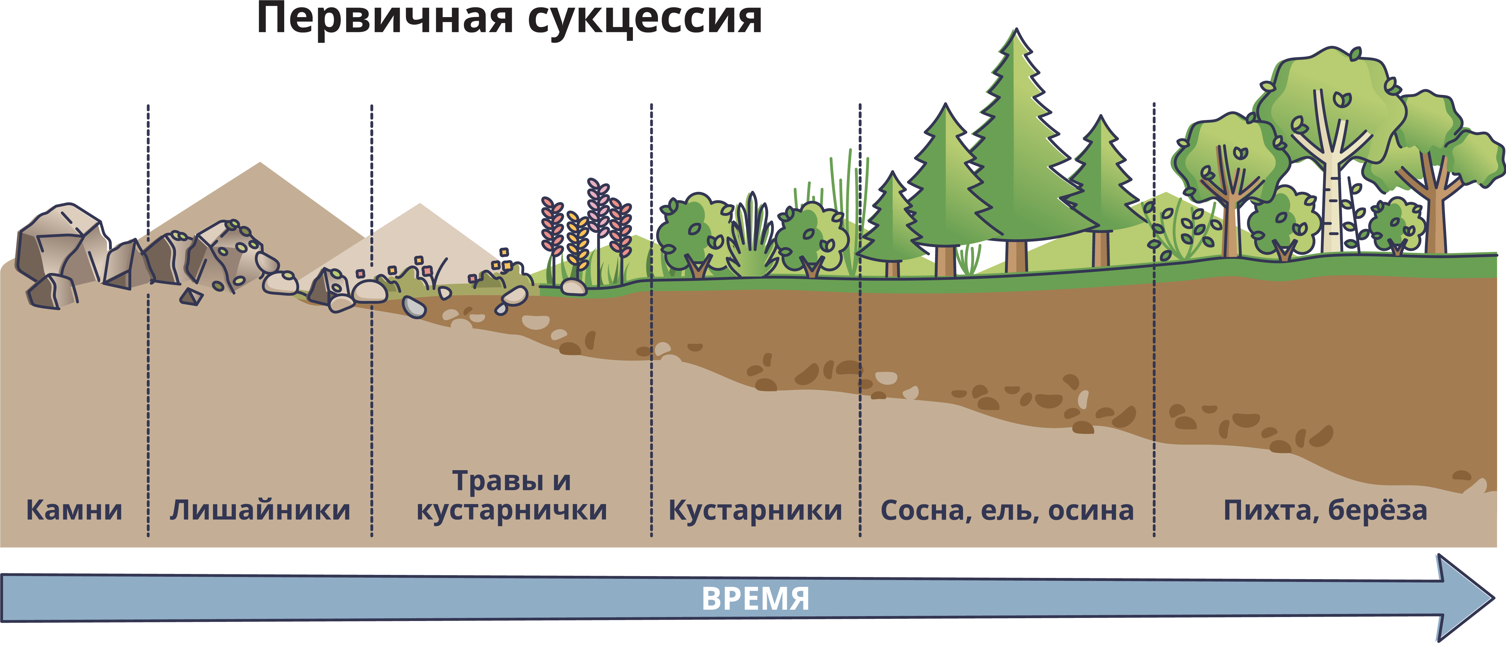 Экологическая сукцессия