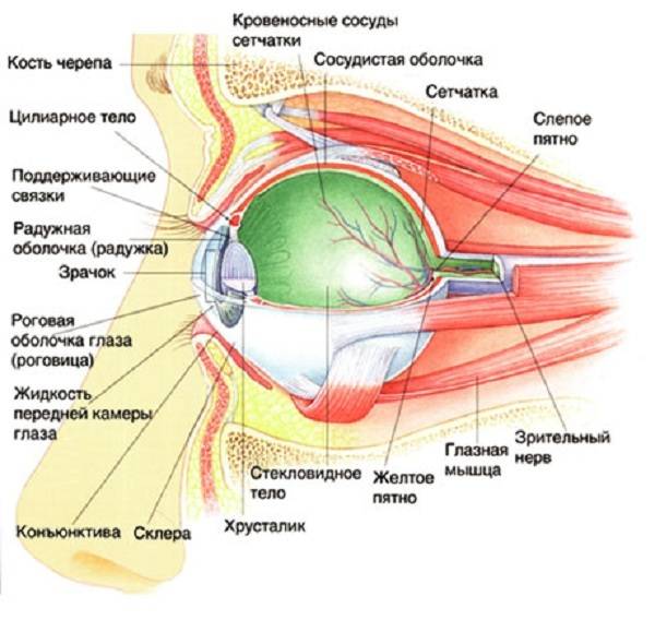 Урок 7: сенсорная система - 100urokov.ru