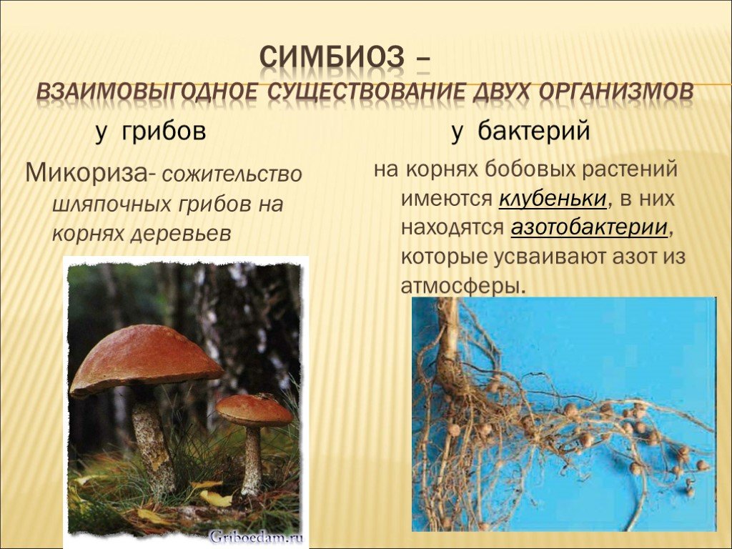 Питание способы питания бактерий грибов животных