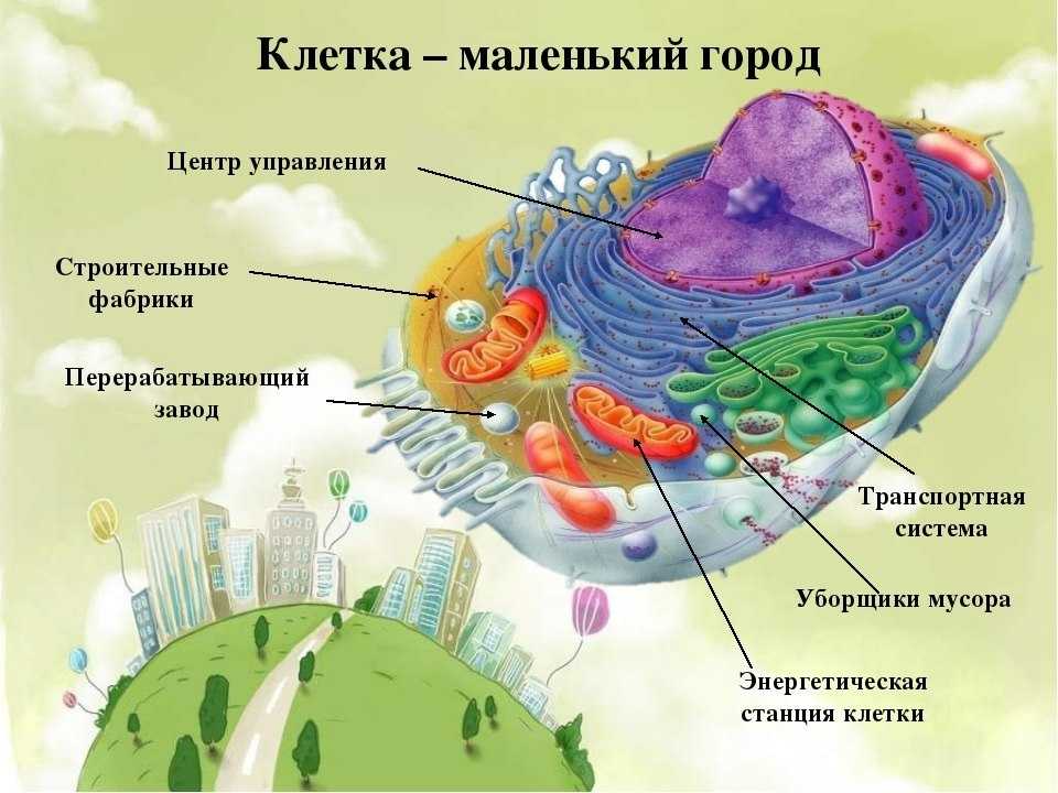 Сравнительная характеристика строения клеток прокариот и эукариот - интернет энциклопедия для студентов