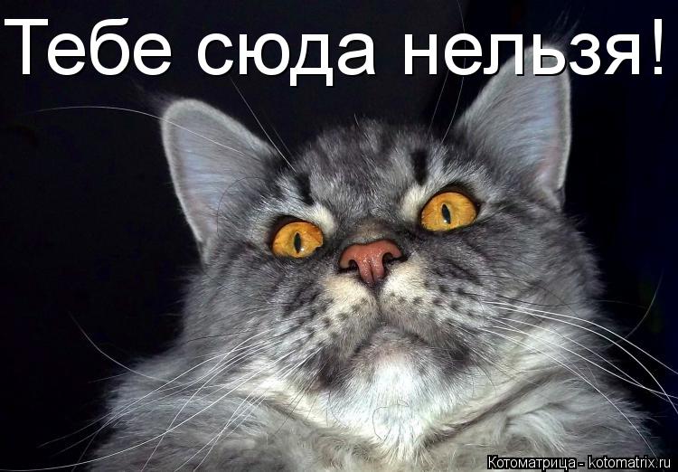 Узнаем как правильно пишется слово сюда Правила и примеры