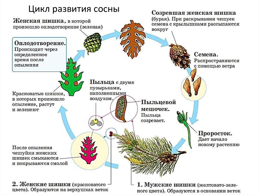 Экологическая сукцессия при лесных пожарах