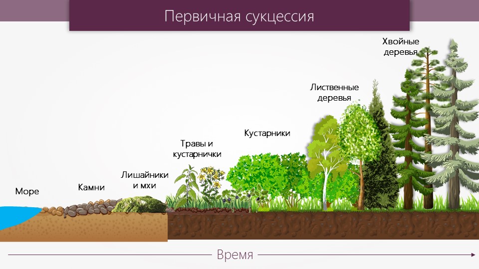 Экологическая сукцессия – главная особенность и значение