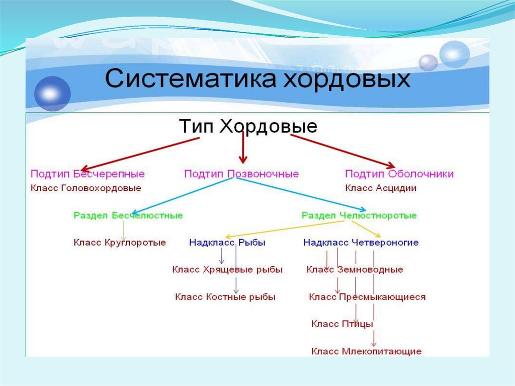 Карташев н.н., соколов в.е., шилов и.а. практикум по зоологии позвоночных. система типа хордовых - электронная биологическая библиотека