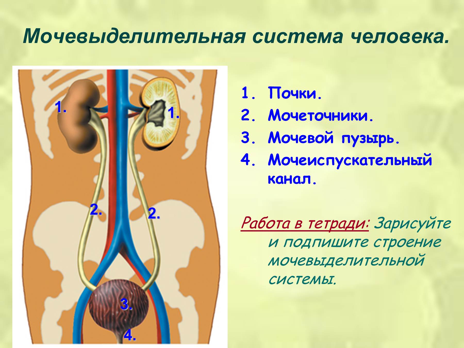 Презентация на тему "функциональная система выделения" по биологии