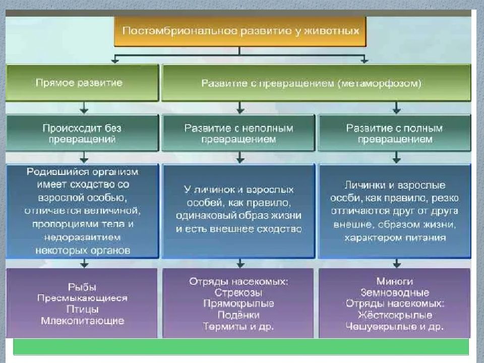Видеоурок по биологии "индивидуальное развитие организма"