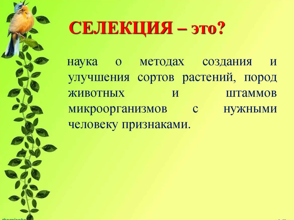 Основные  методы селекции животных: особенности и характеристики