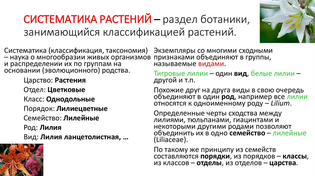 Ботаника. история, предмет и разделы ботаники. систематика растений