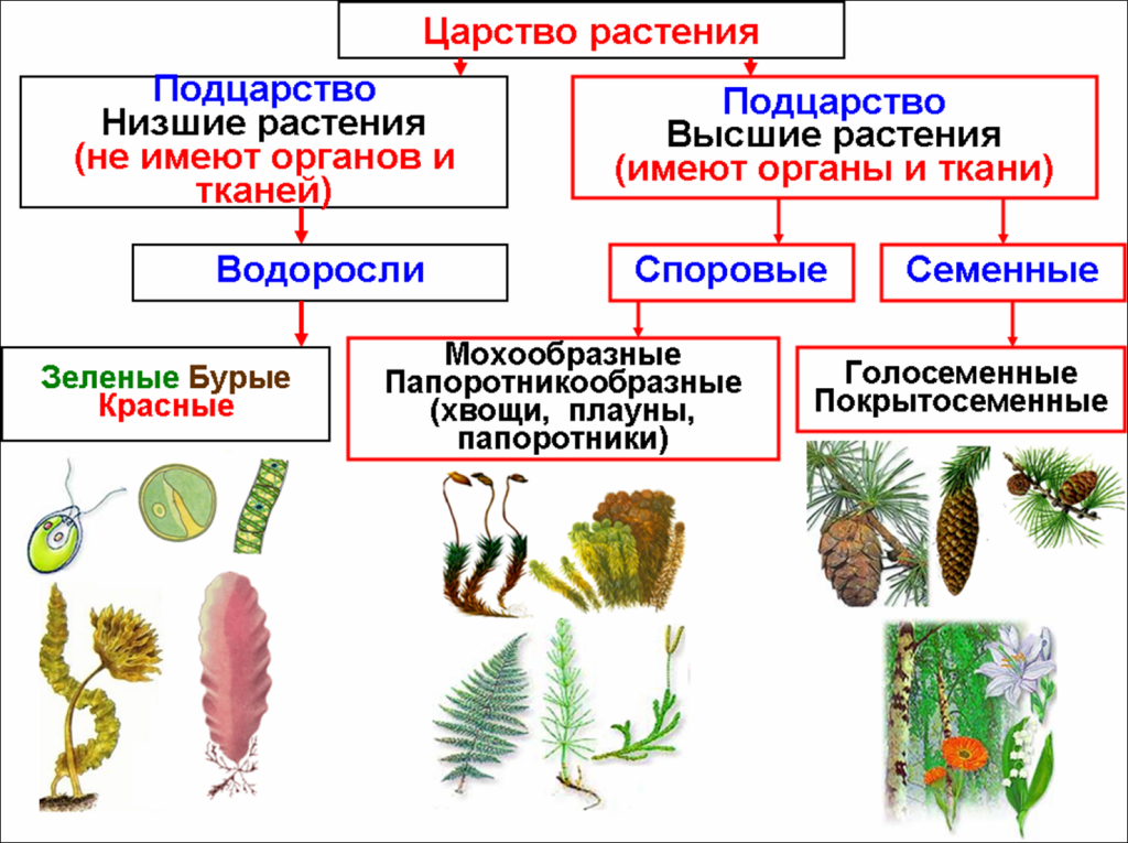 Биология