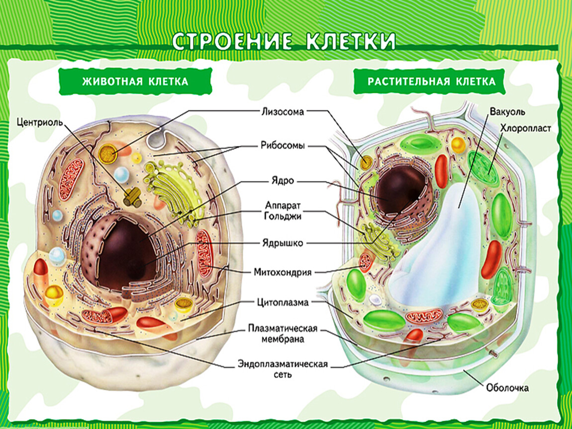 Что нужно знать об эукариотической клетке — основные сведения