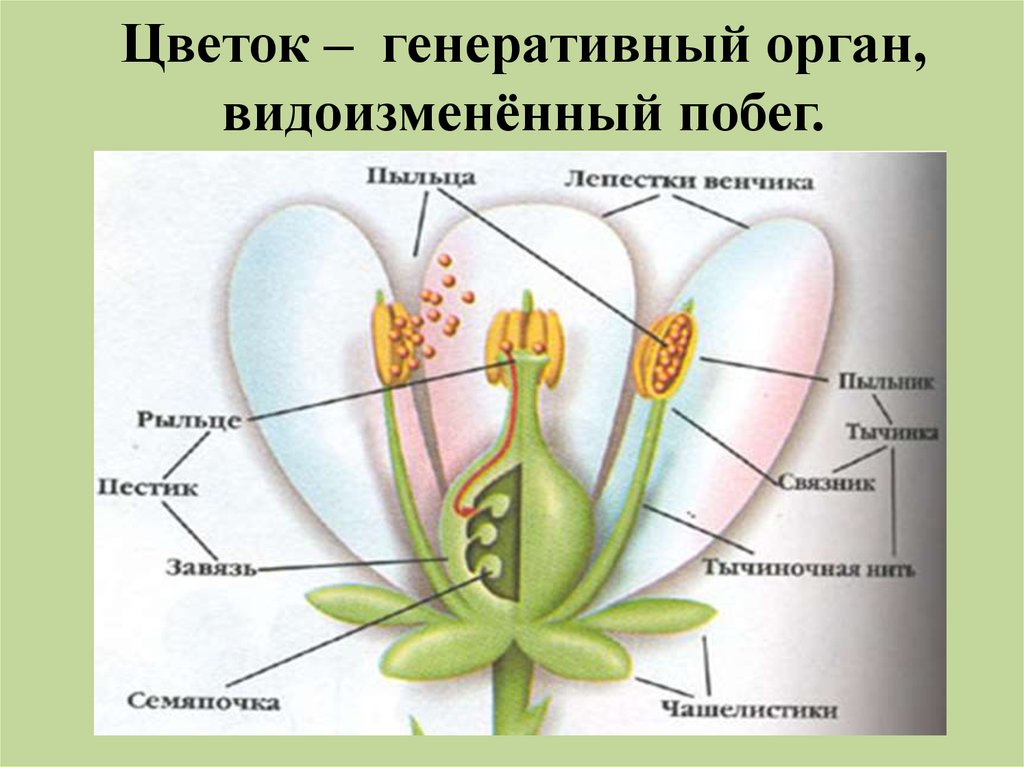 Отдел покрытосеменные (цветковые) растения
