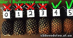 Слово как пишется полбанки слитно или раздельно - однокоренные слова и морфемный разбор слова (приставка, корень, суффикс, окончание):