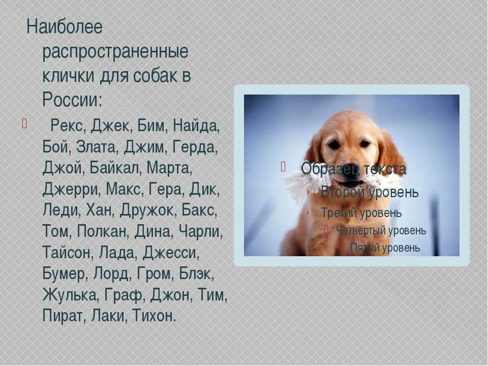 Клички собак пишутся в кавычках или нет