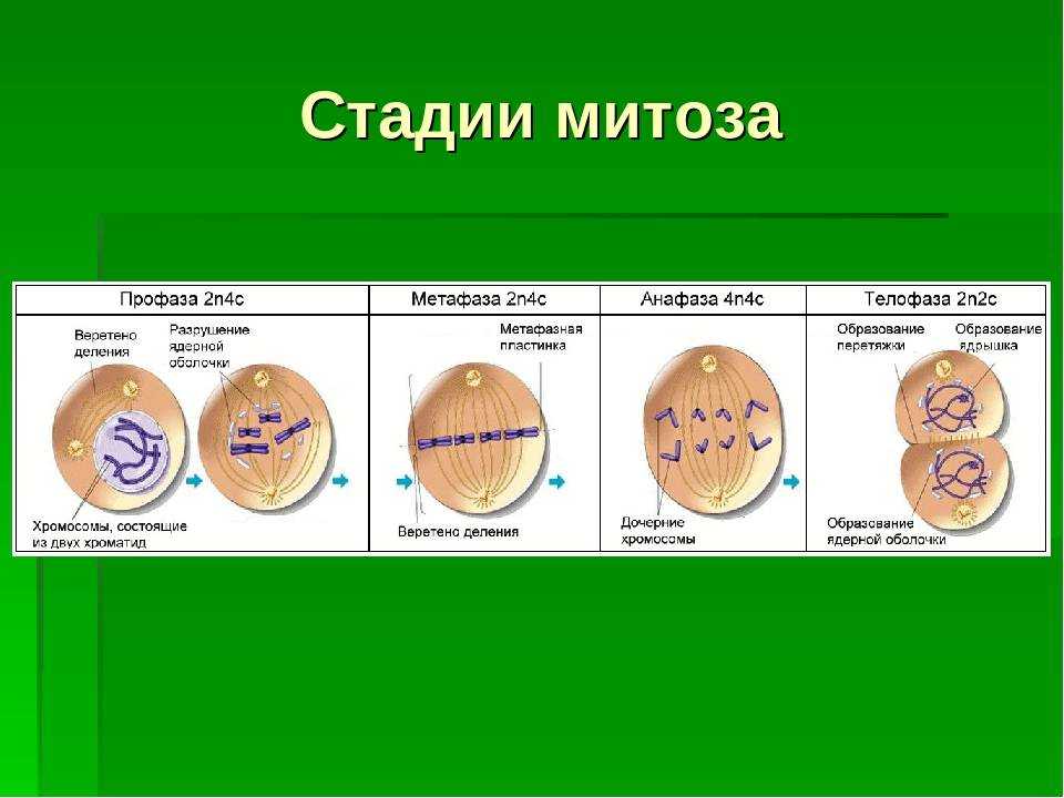 Жизненный цикл клетки. хромосомный набор клетки. деление клеток.