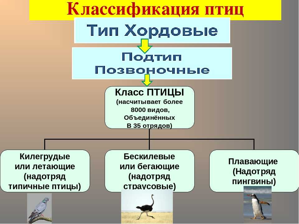 Класс птицы