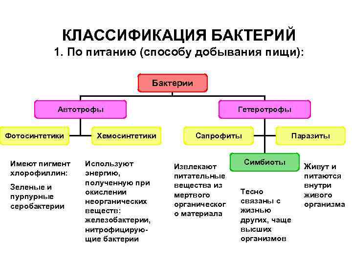 Бактерии - bio-lessons